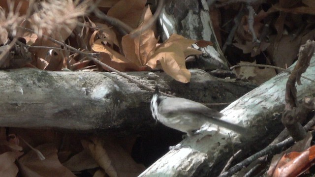 Bridled Titmouse - ML635765362