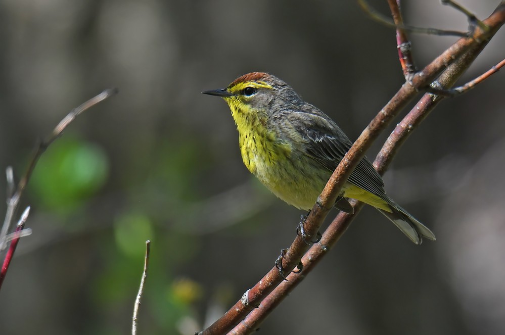 Palm Warbler - ML635765365