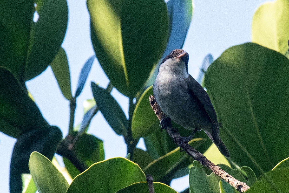 Puerto Rican Tanager - ML635765367