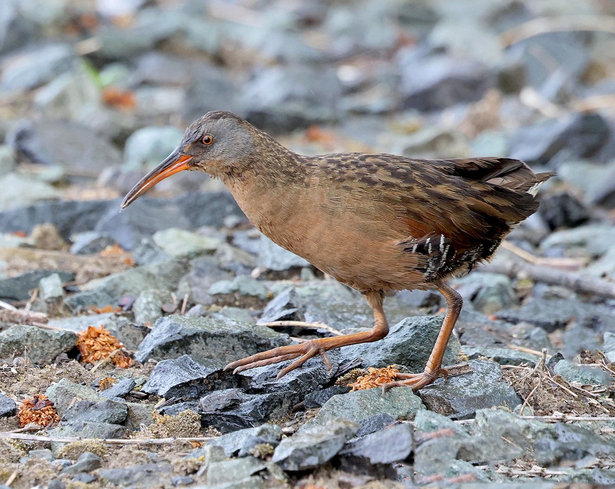 Virginia Rail - ML635765402
