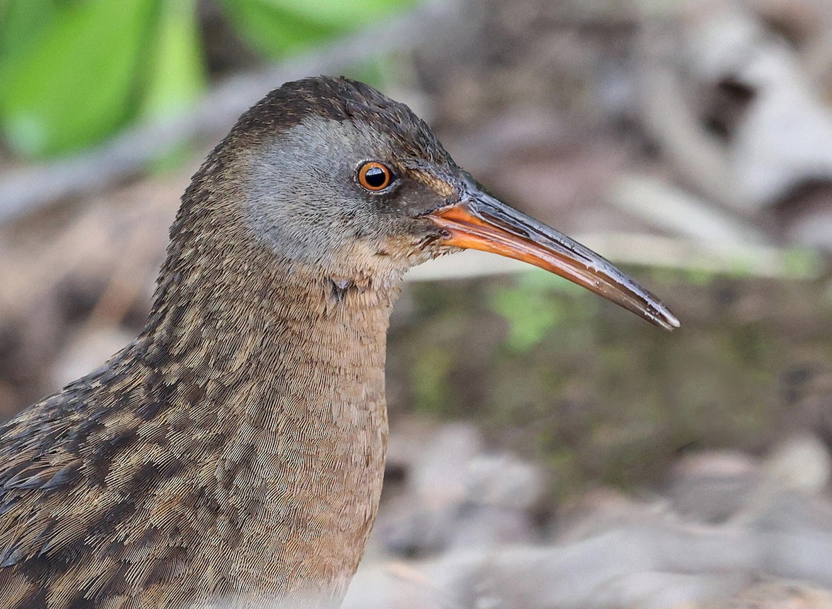 Virginia Rail - ML635765421