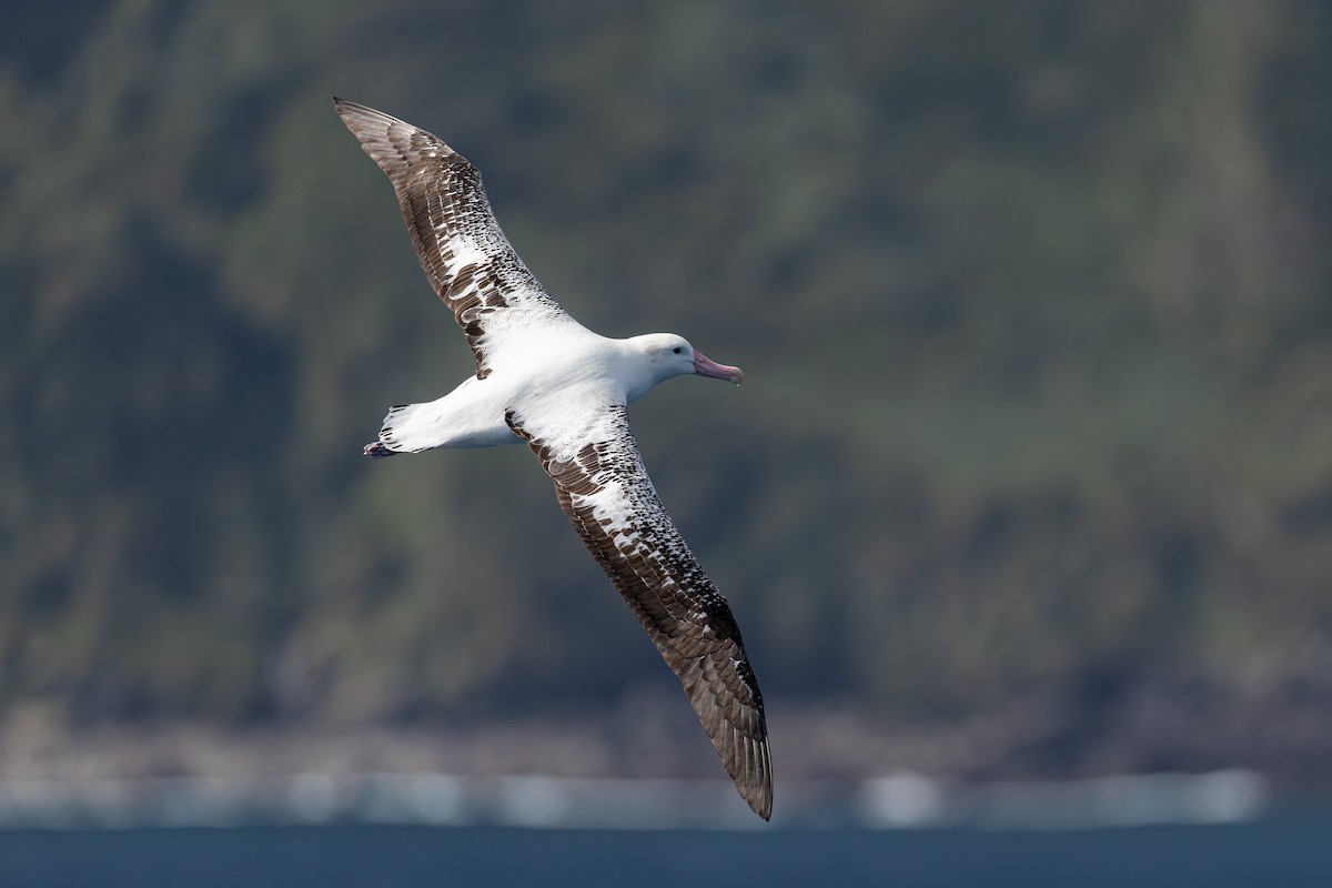 Tristan Albatross - ML635765477