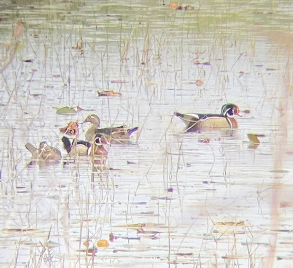 Wood Duck - ML635765624