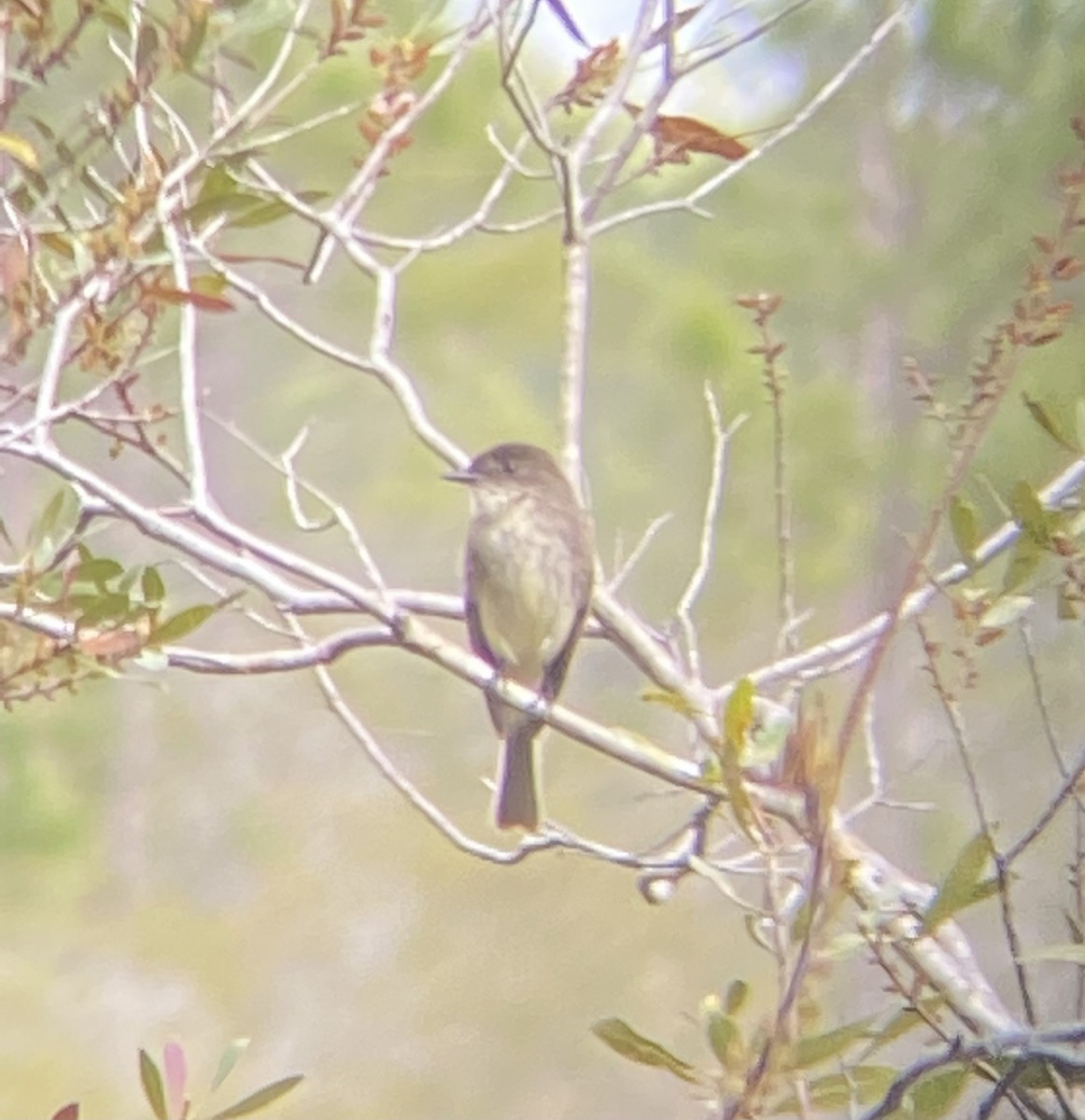Eastern Phoebe - ML635765660