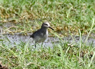 White-rumped Sandpiper - ML635765743