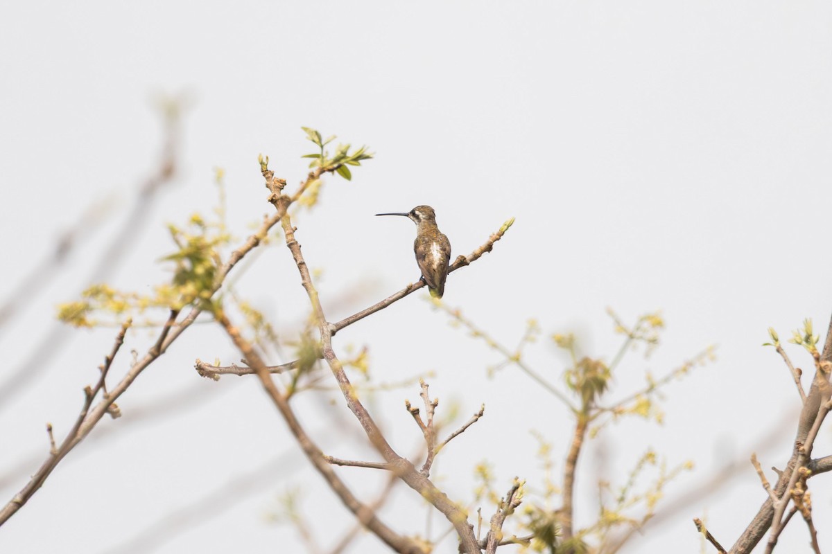 Turquoise-crowned Hummingbird - ML635765764