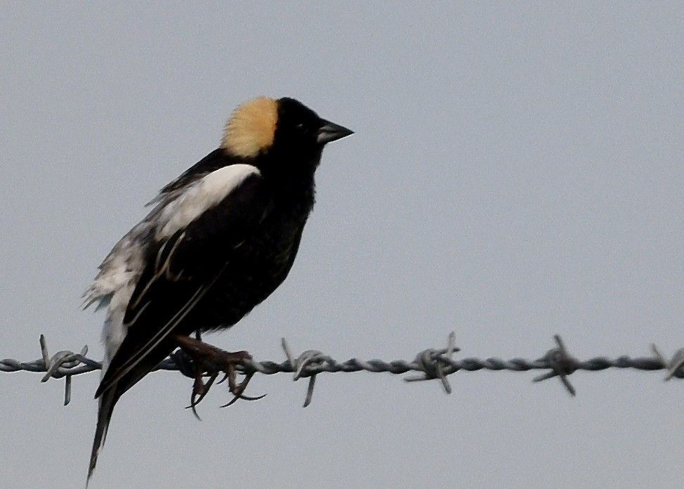 Bobolink - ML635765776
