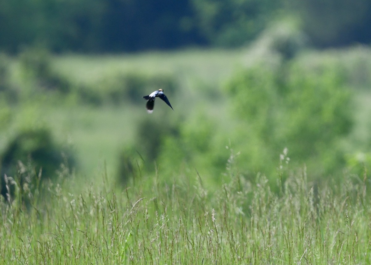 Bobolink - ML635765785