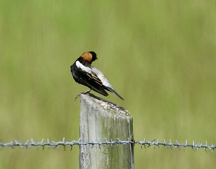 Bobolink - ML635765804