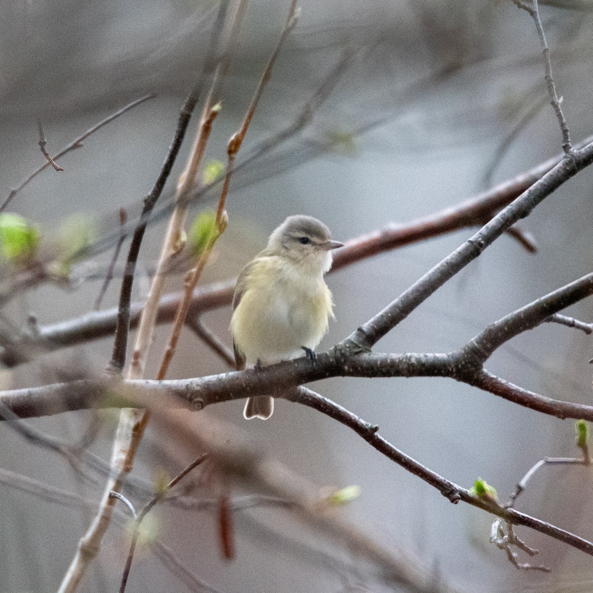 Eastern Warbling Vireo - ML635765863