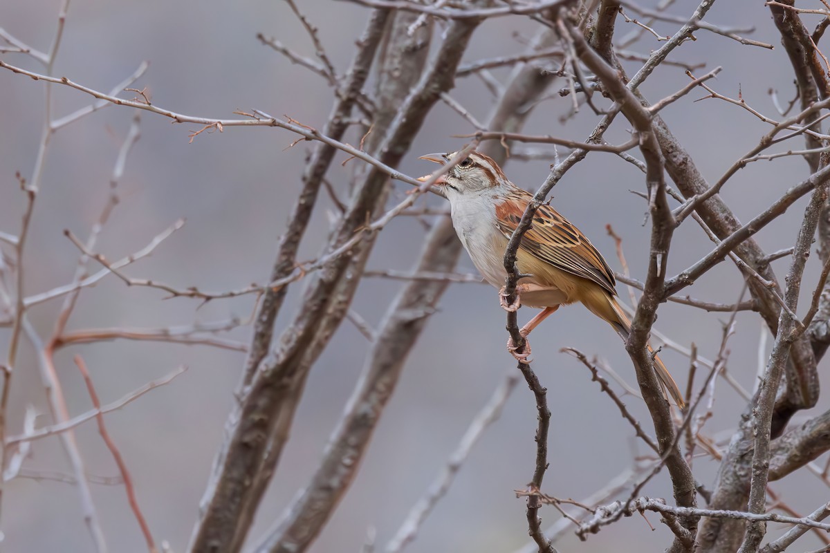 Cinnamon-tailed Sparrow - ML635765864