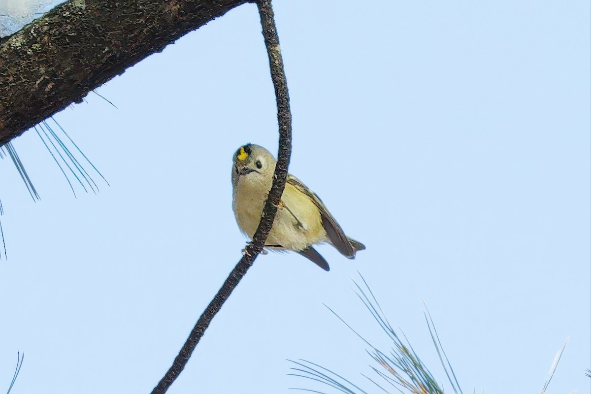 Шар мэлзэн задуулай - ML635765896