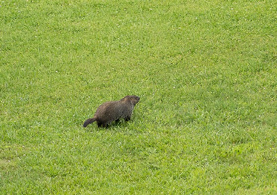 Animals - ML635765908