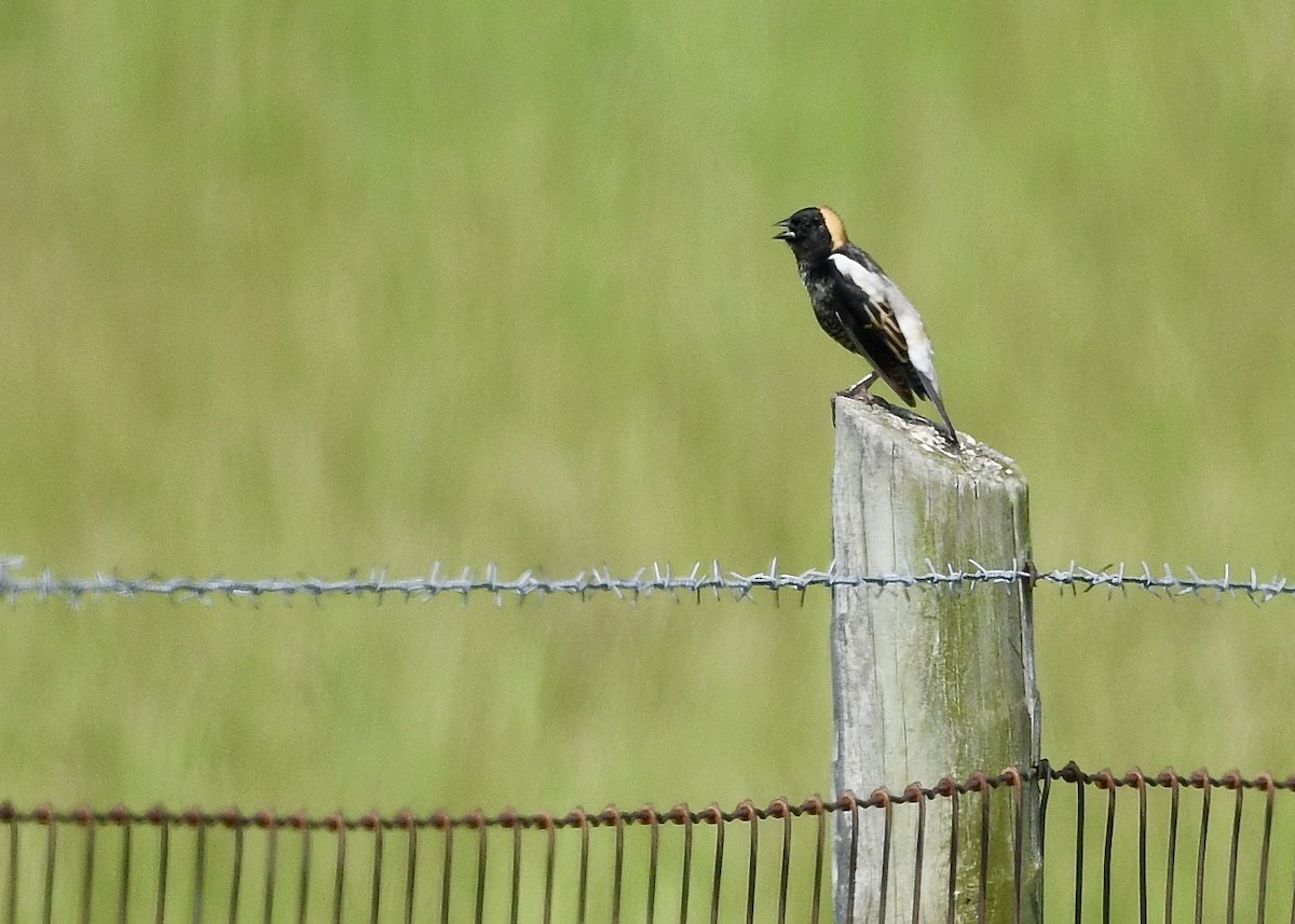 Bobolink - ML635765952