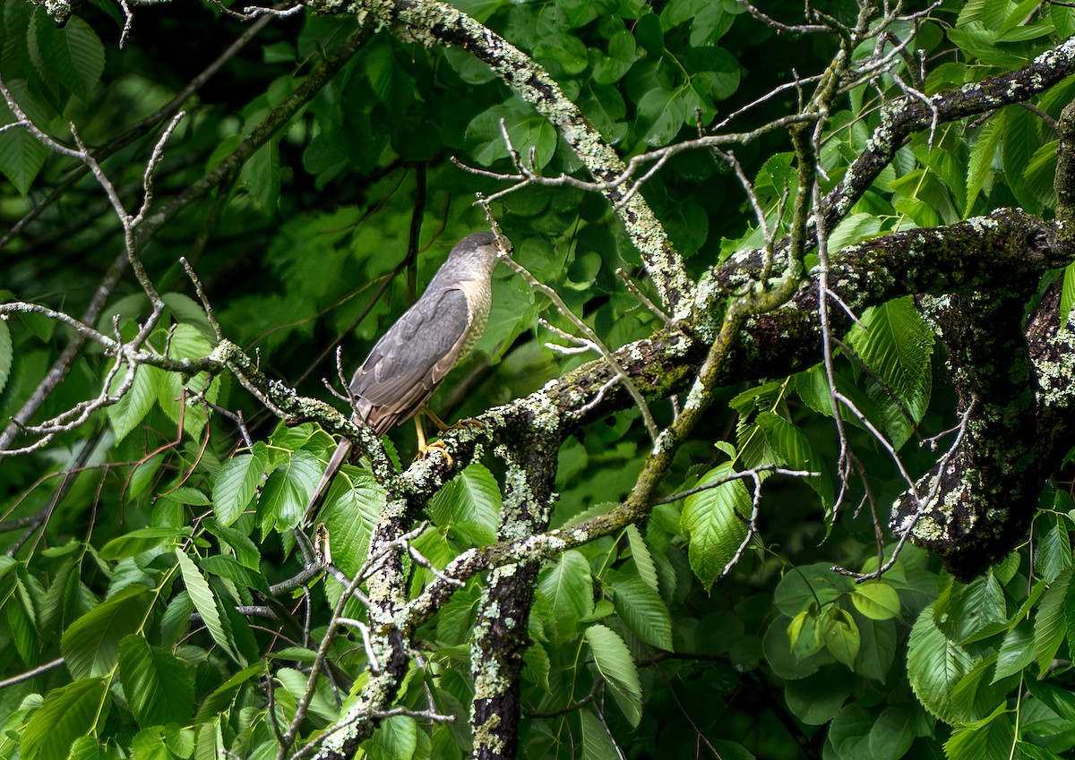 Cooper's Hawk - ML635765990