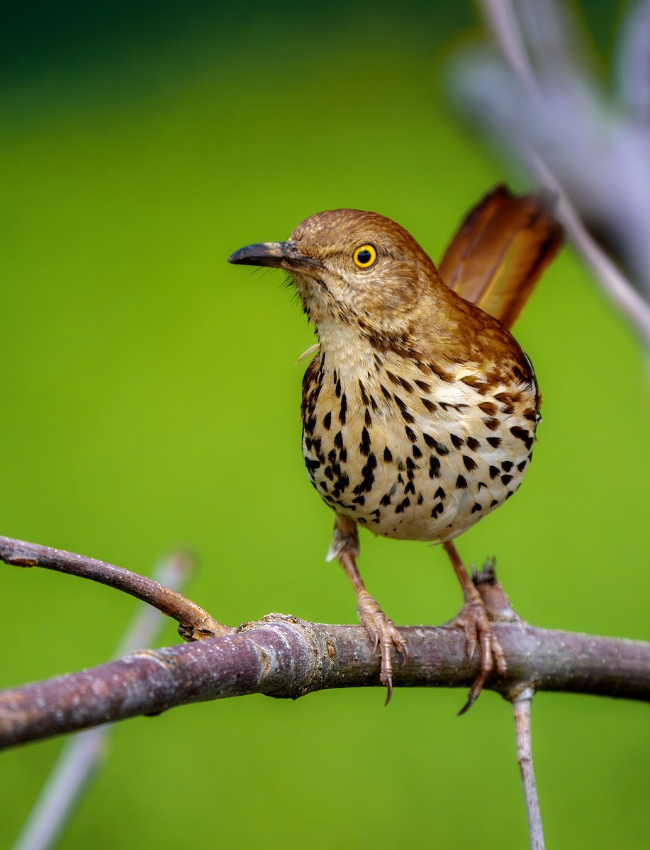 Brown Thrasher - ML635766026