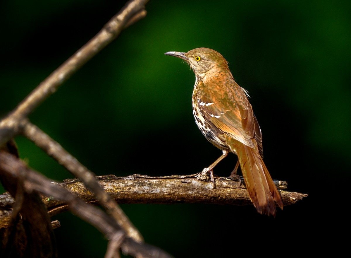 Brown Thrasher - ML635766027