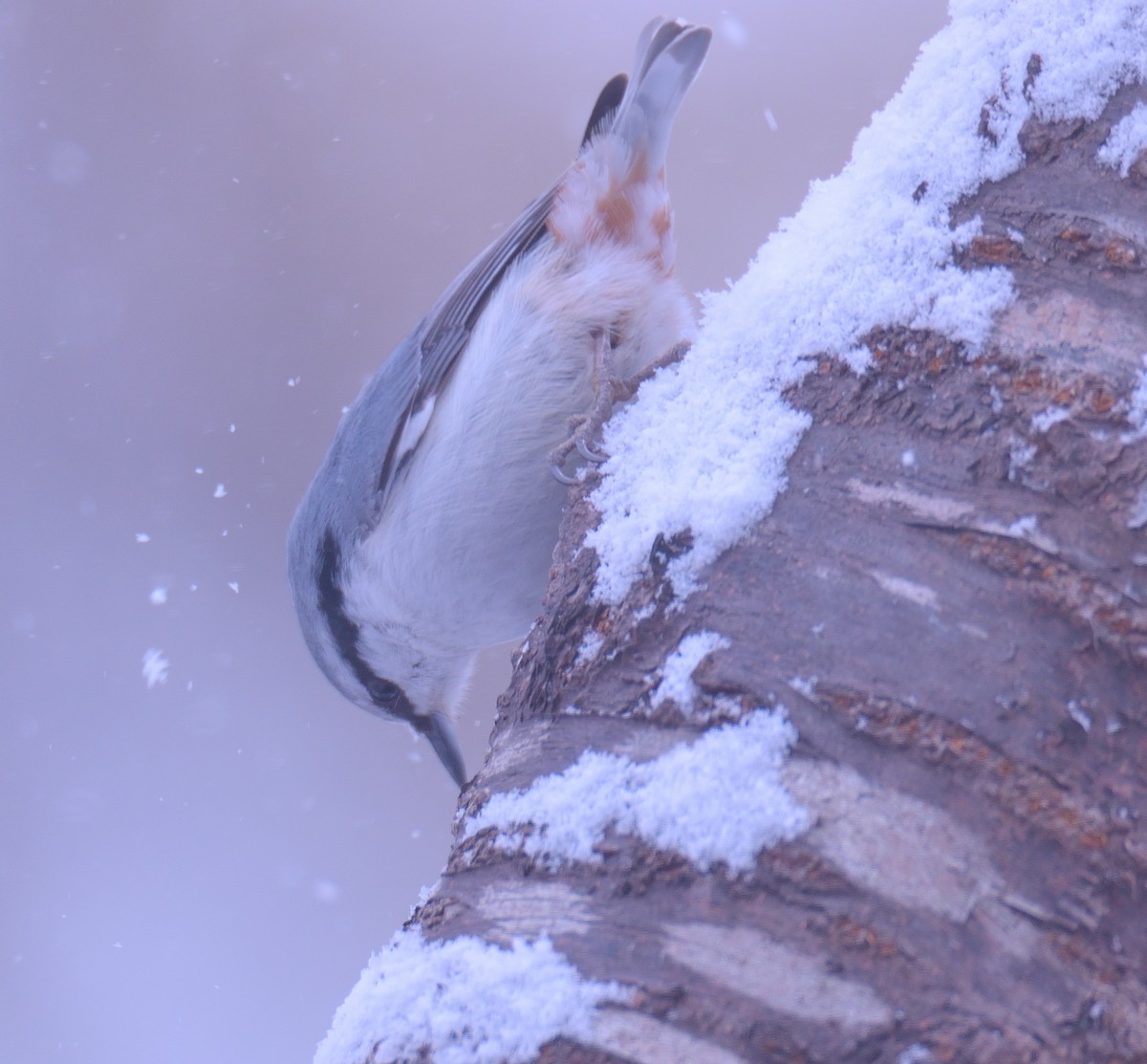 Eurasian Nuthatch (White-bellied) - ML635766038