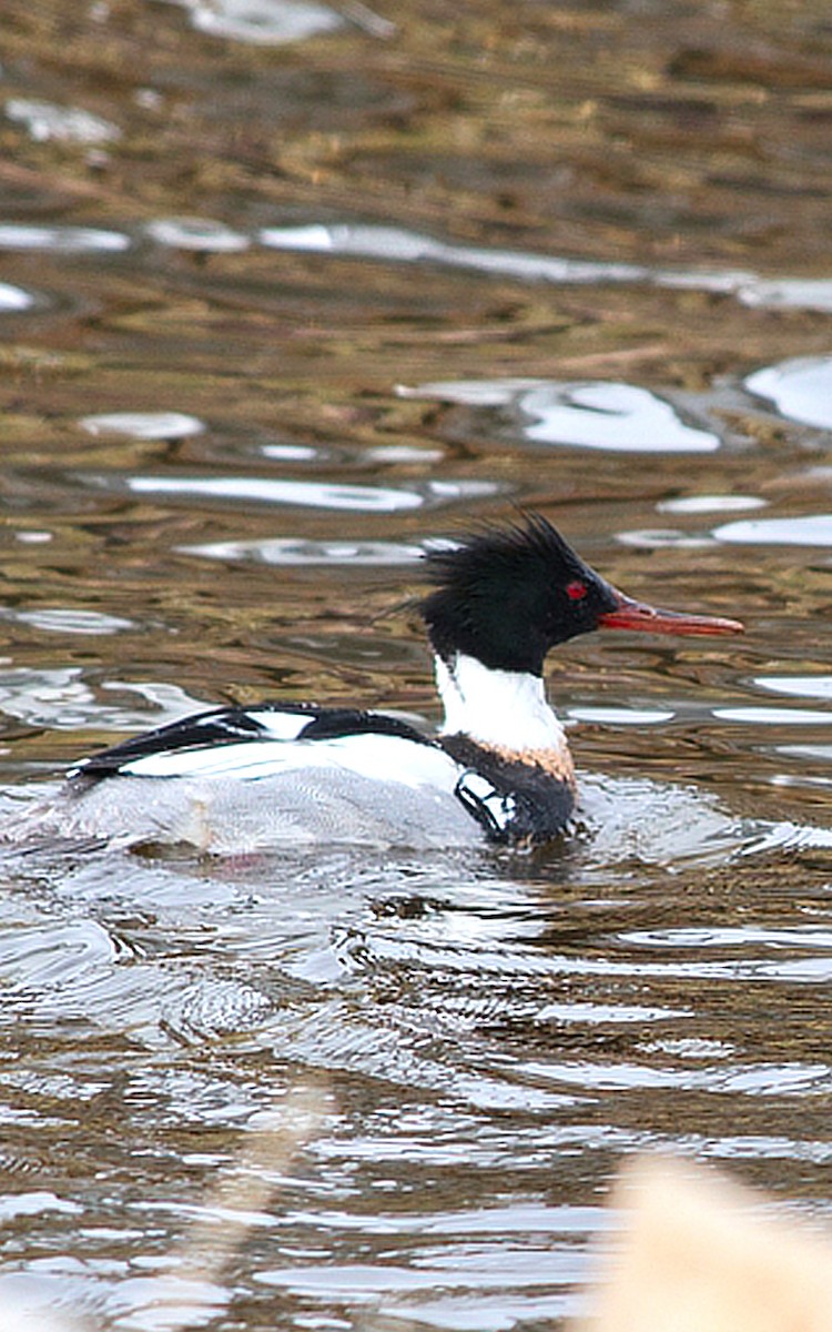 Red-breasted Merganser - ML635766217