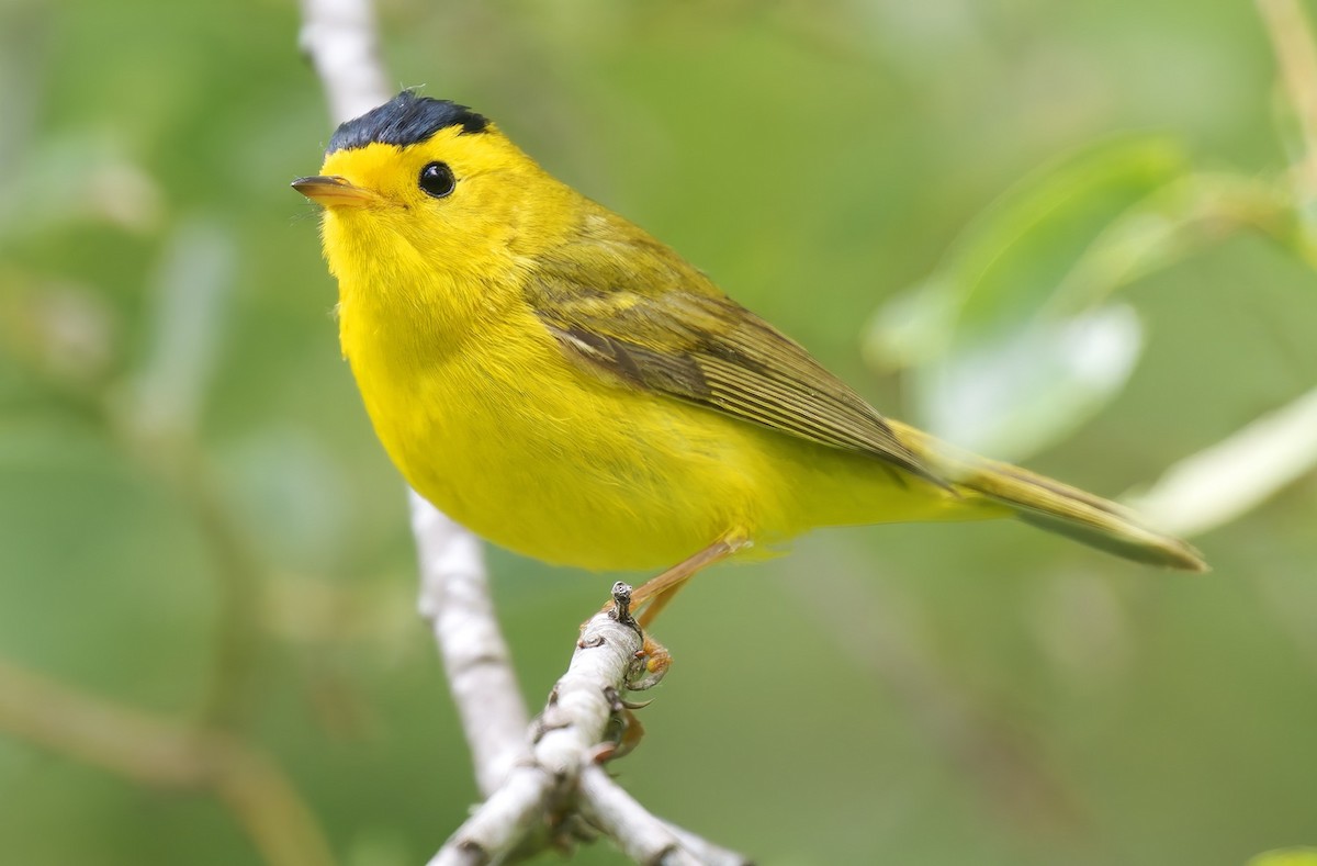 kalottparula - ML635766220
