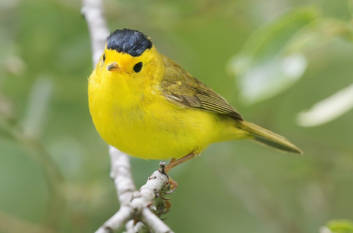 kalottparula - ML635766221