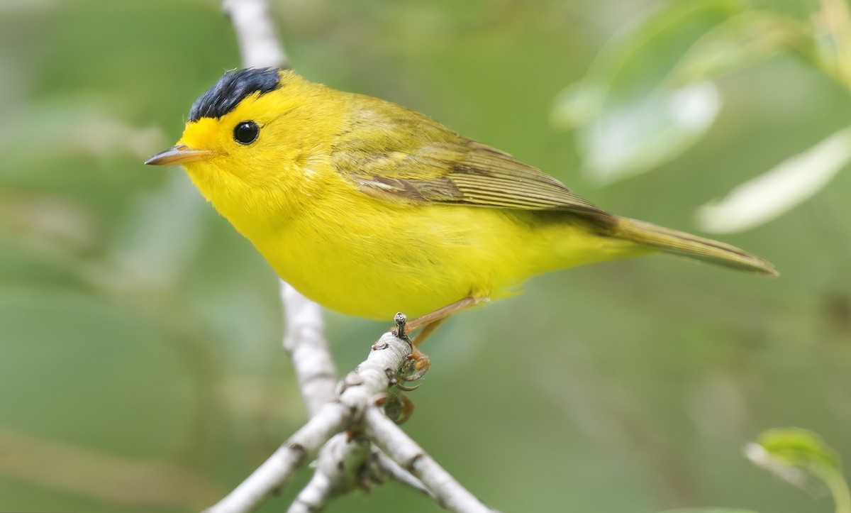 kalottparula - ML635766222