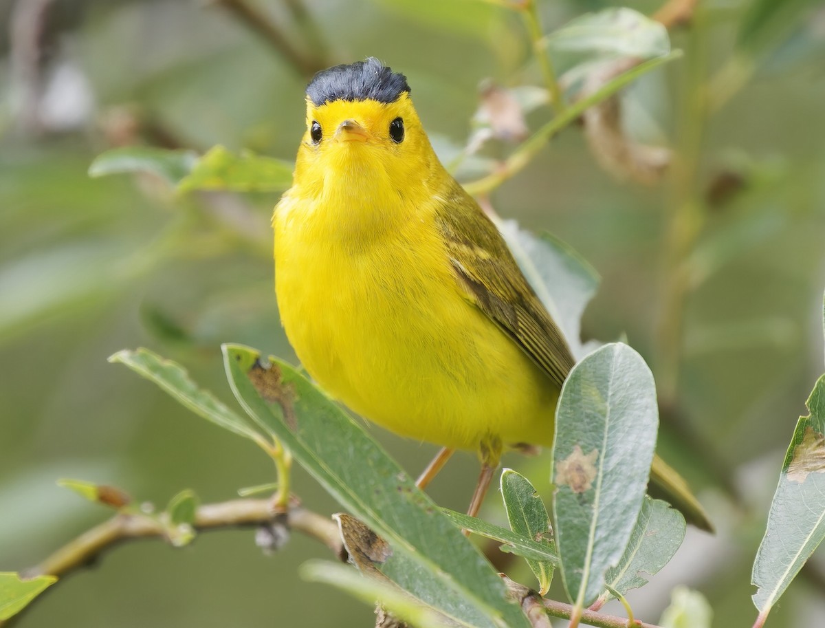 kalottparula - ML635766223