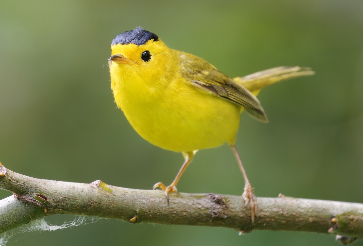 kalottparula - ML635766224