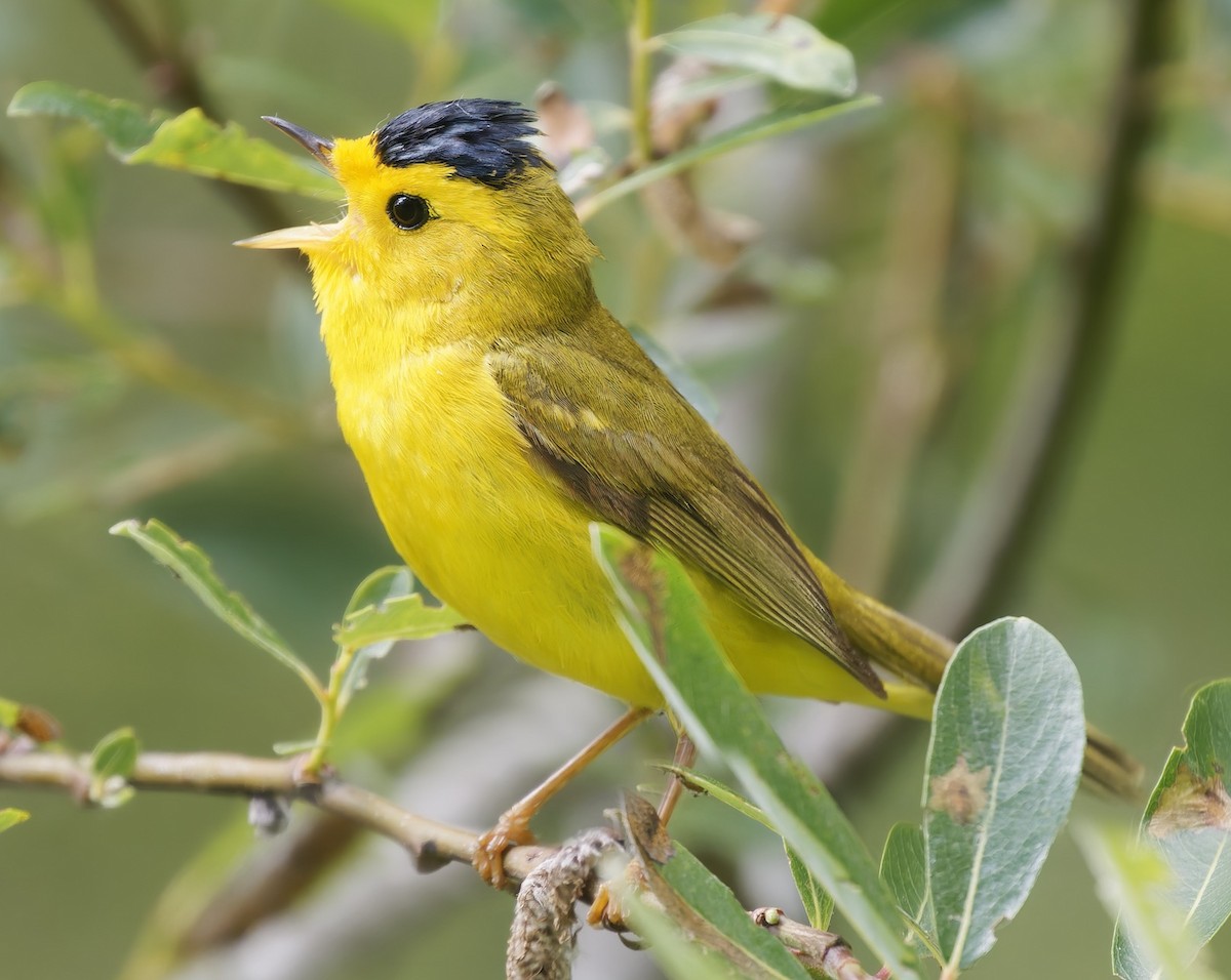 kalottparula - ML635766225