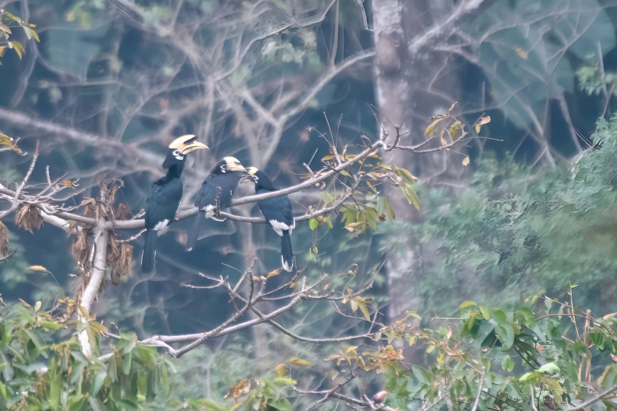 Oriental Pied-Hornbill - ML635766311