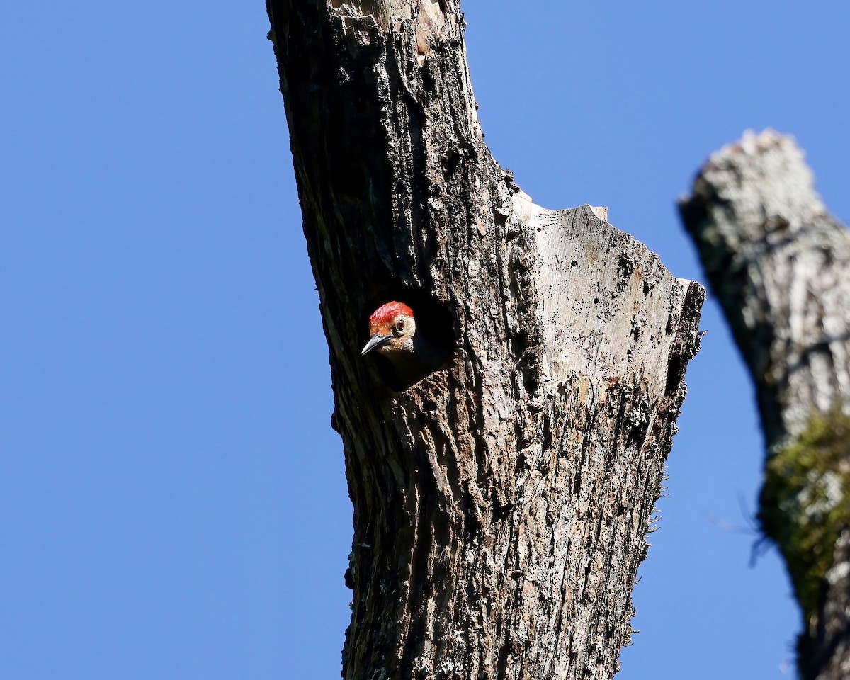 Red-bellied Woodpecker - ML635766486