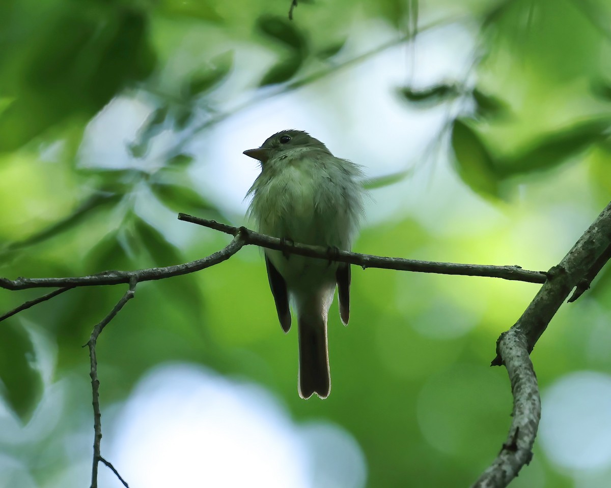 Acadian Flycatcher - ML635766490