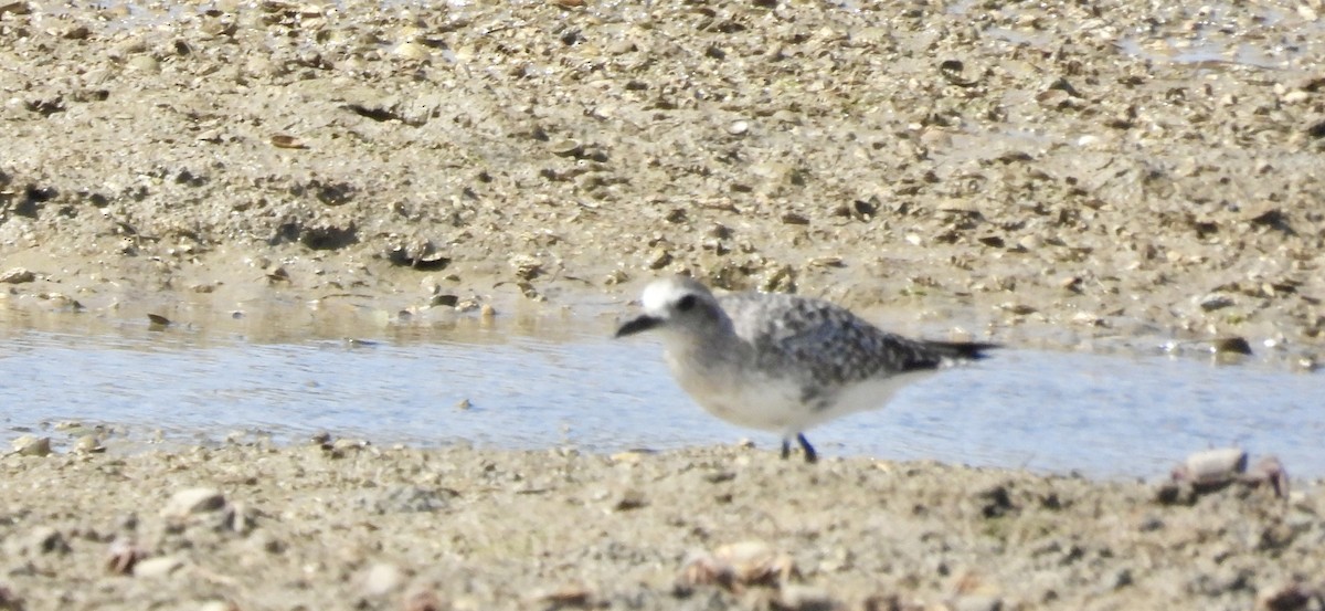 Black-bellied Plover - ML635766514
