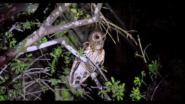 Mottled Owl - ML635766562