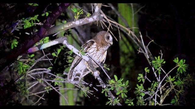 Mottled Owl - ML635766595