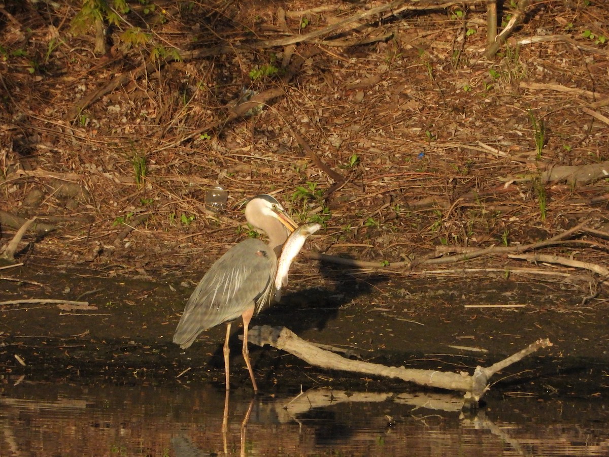 Great Blue Heron (Great Blue) - ML635766607