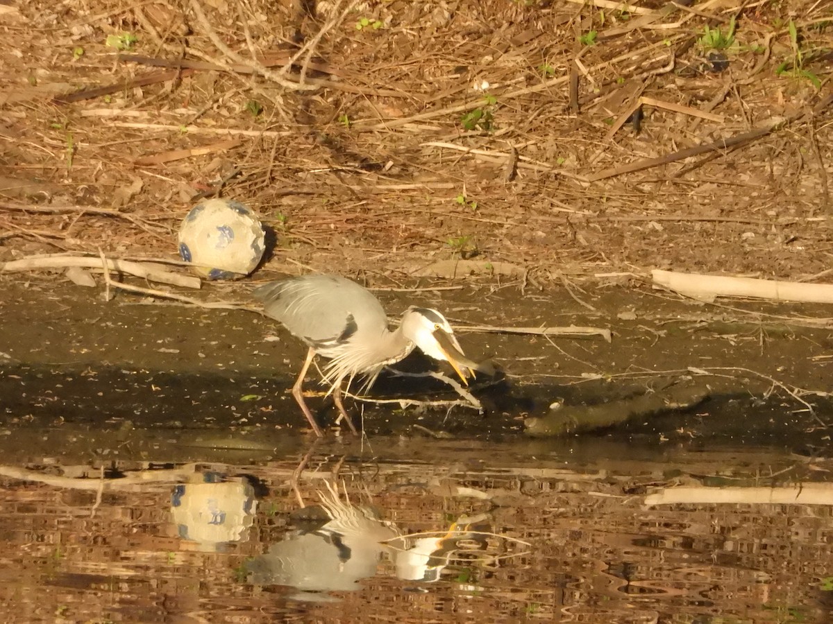 Great Blue Heron (Great Blue) - ML635766608