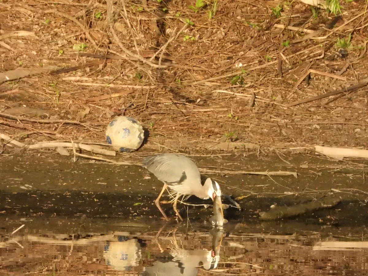Great Blue Heron (Great Blue) - ML635766609