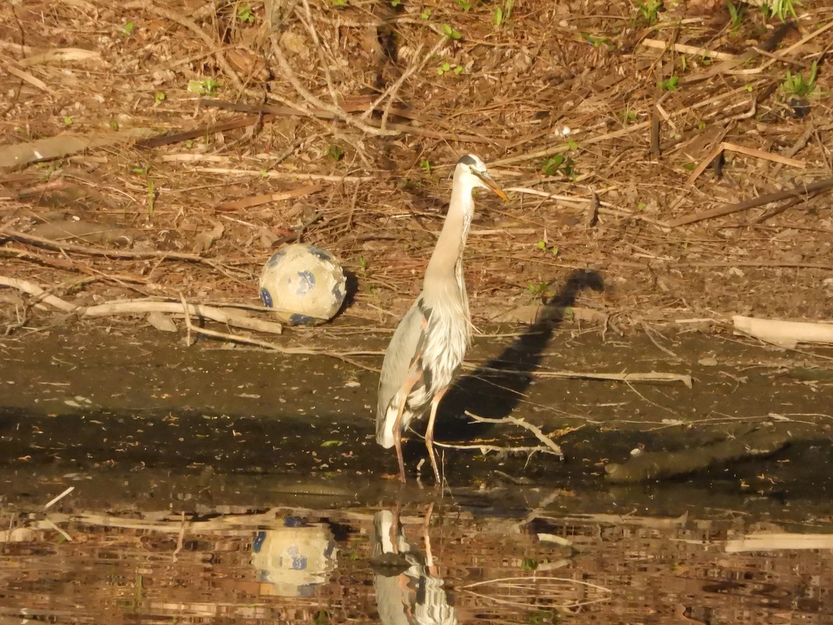 Great Blue Heron (Great Blue) - ML635766610
