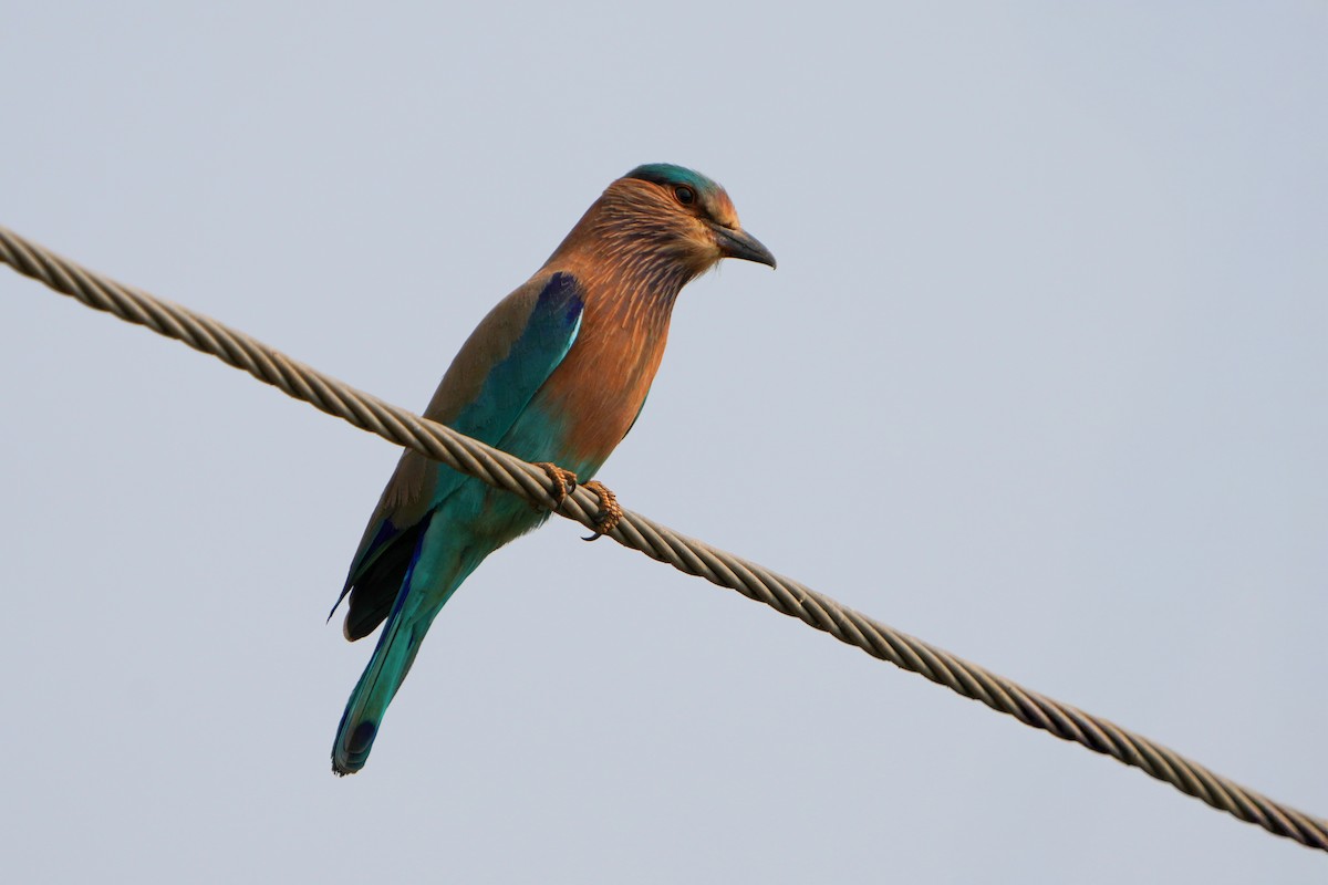 Indian Roller - ML635766683