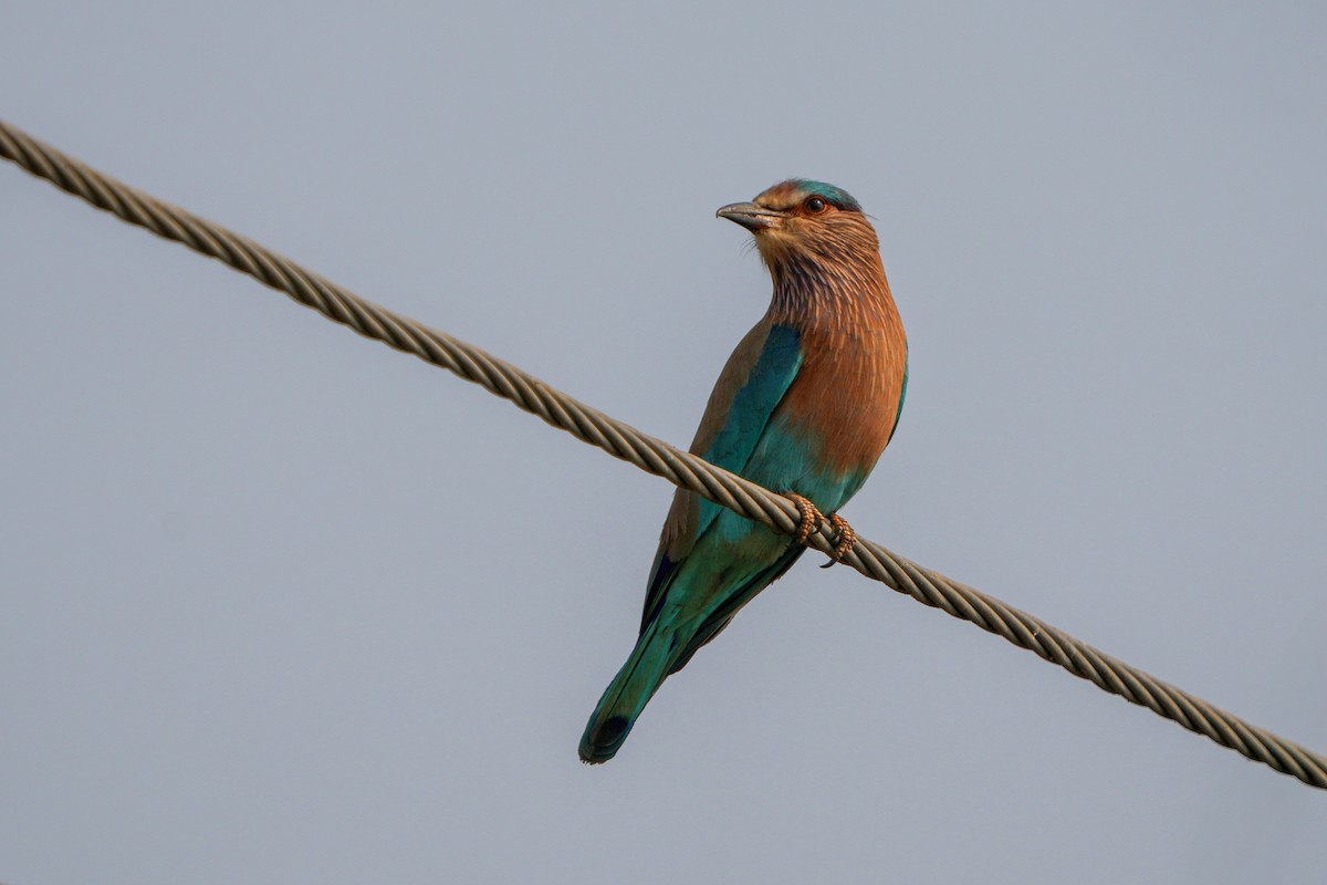 Indian Roller - ML635766684