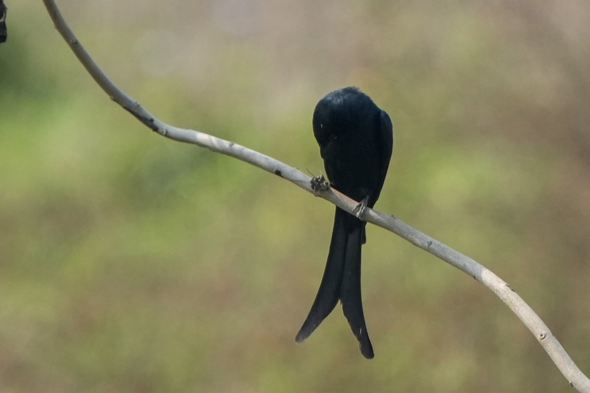 Black Drongo - ML635766701