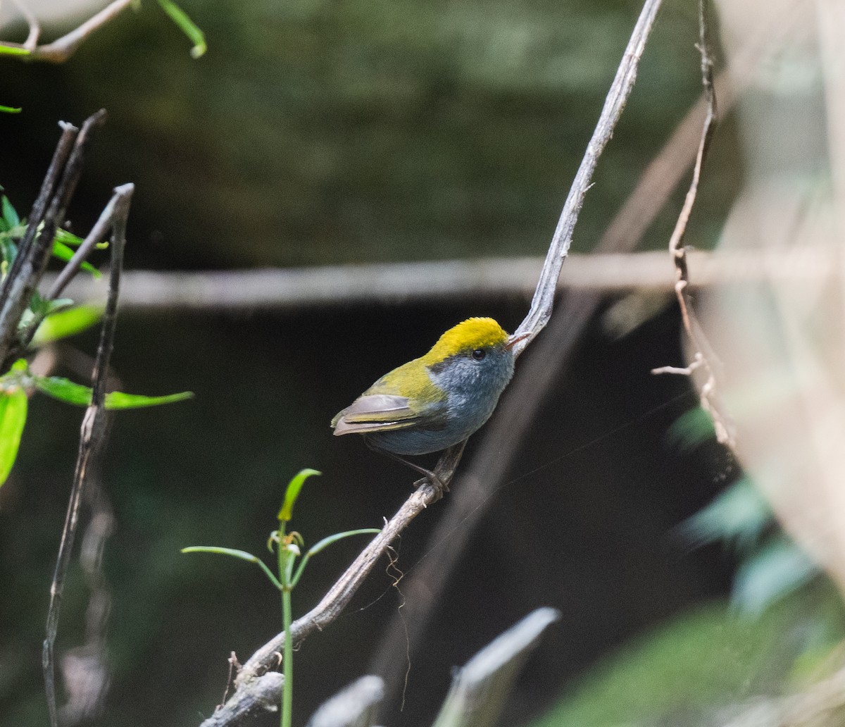 Slaty-bellied Tesia - ML635766715