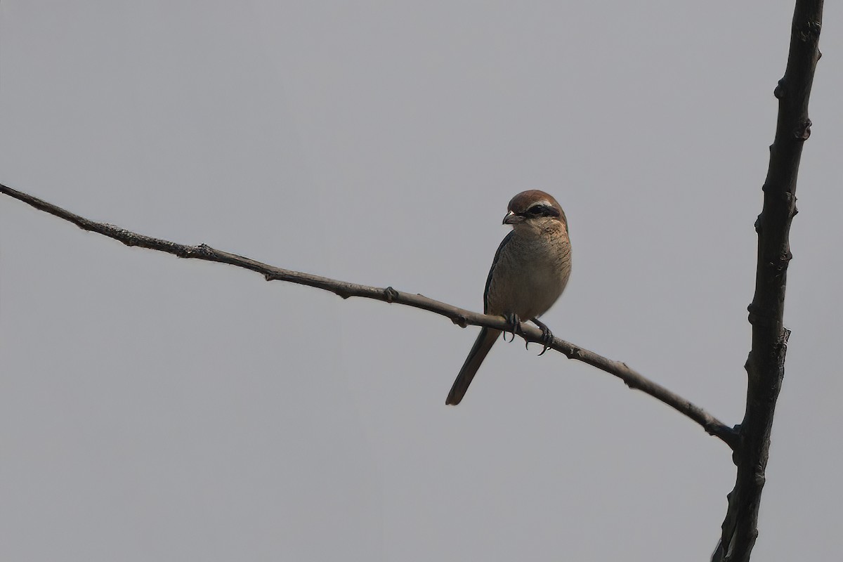 Brown Shrike - ML635766717