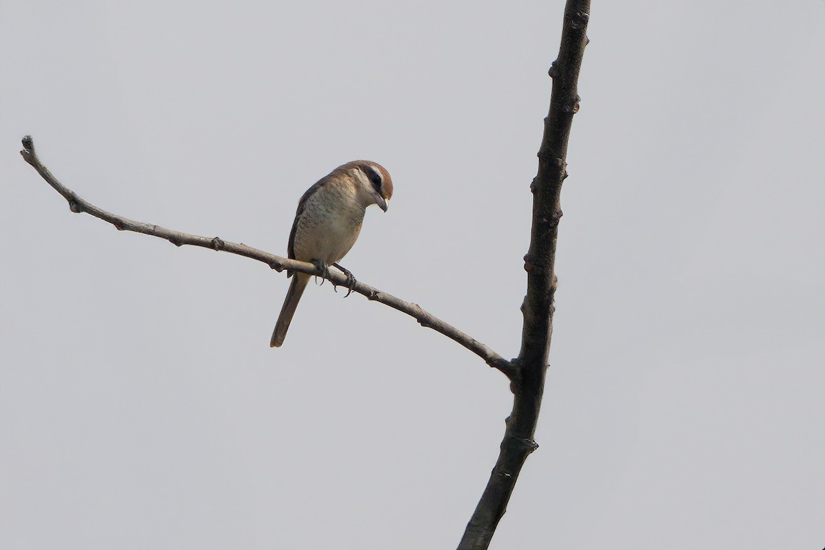 Brown Shrike - ML635766719