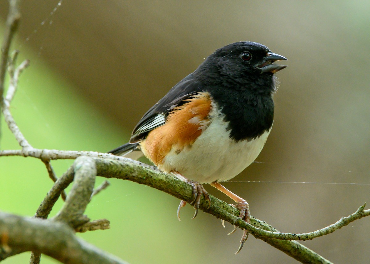 Eastern Towhee - ML635766730