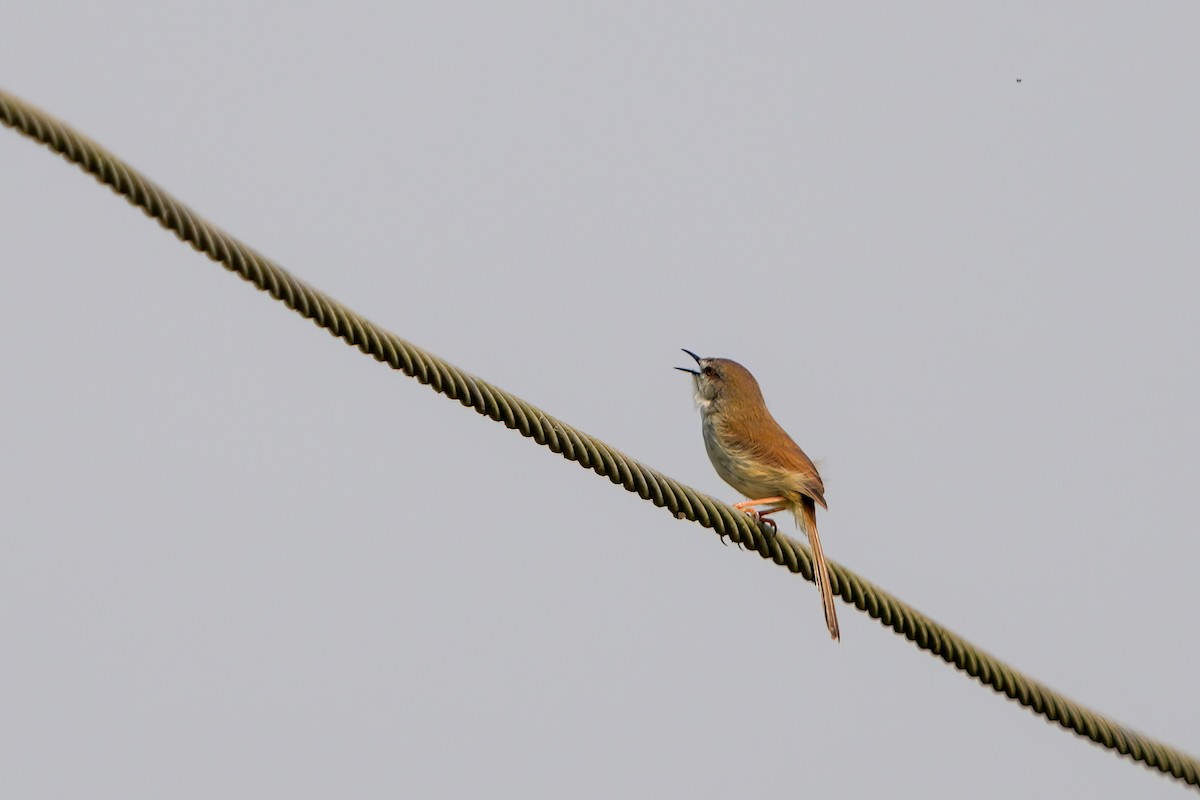 Gray-breasted Prinia - ML635766732