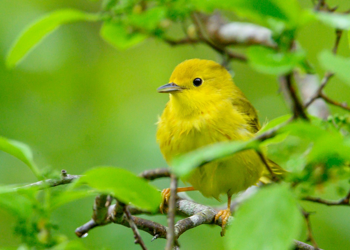 Yellow Warbler - ML635766743
