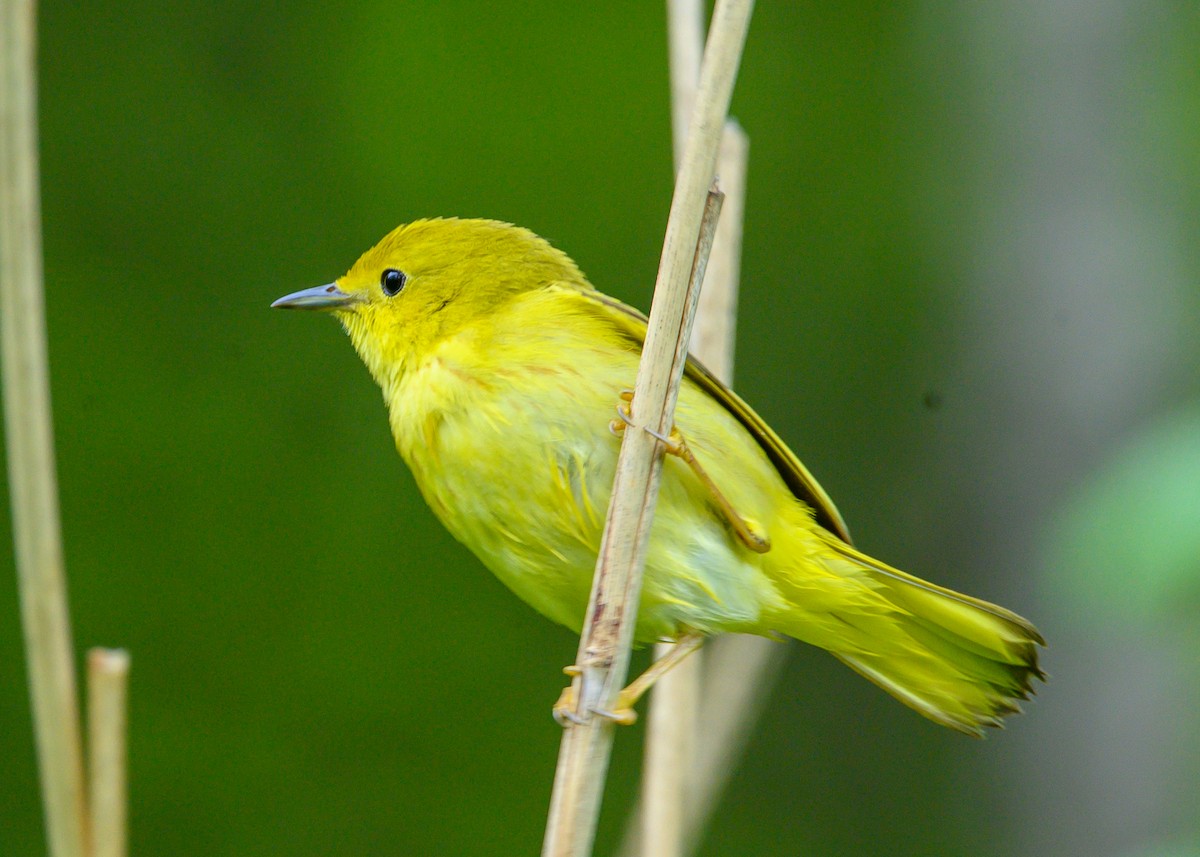 Yellow Warbler - ML635766745
