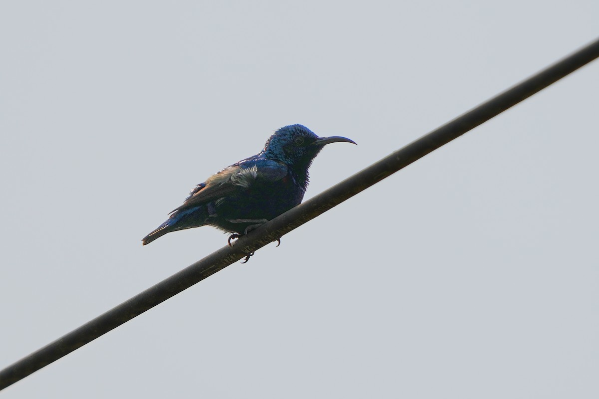 Purple Sunbird - ML635766754